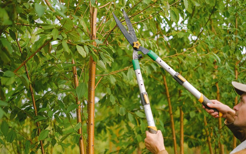 Tree trimming in Cowlesville, NY